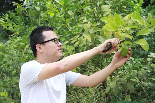 國(guó)網(wǎng)樂(lè)至縣供電分公司：檸檬飄香玉米黃　騎龍廟村迎來(lái)“豐收季”