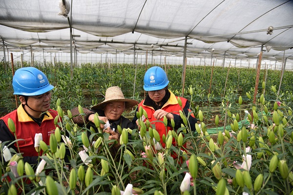 國網海寧市供電公司：優(yōu)質服務暖花農 助力特色產業(yè)發(fā)展
